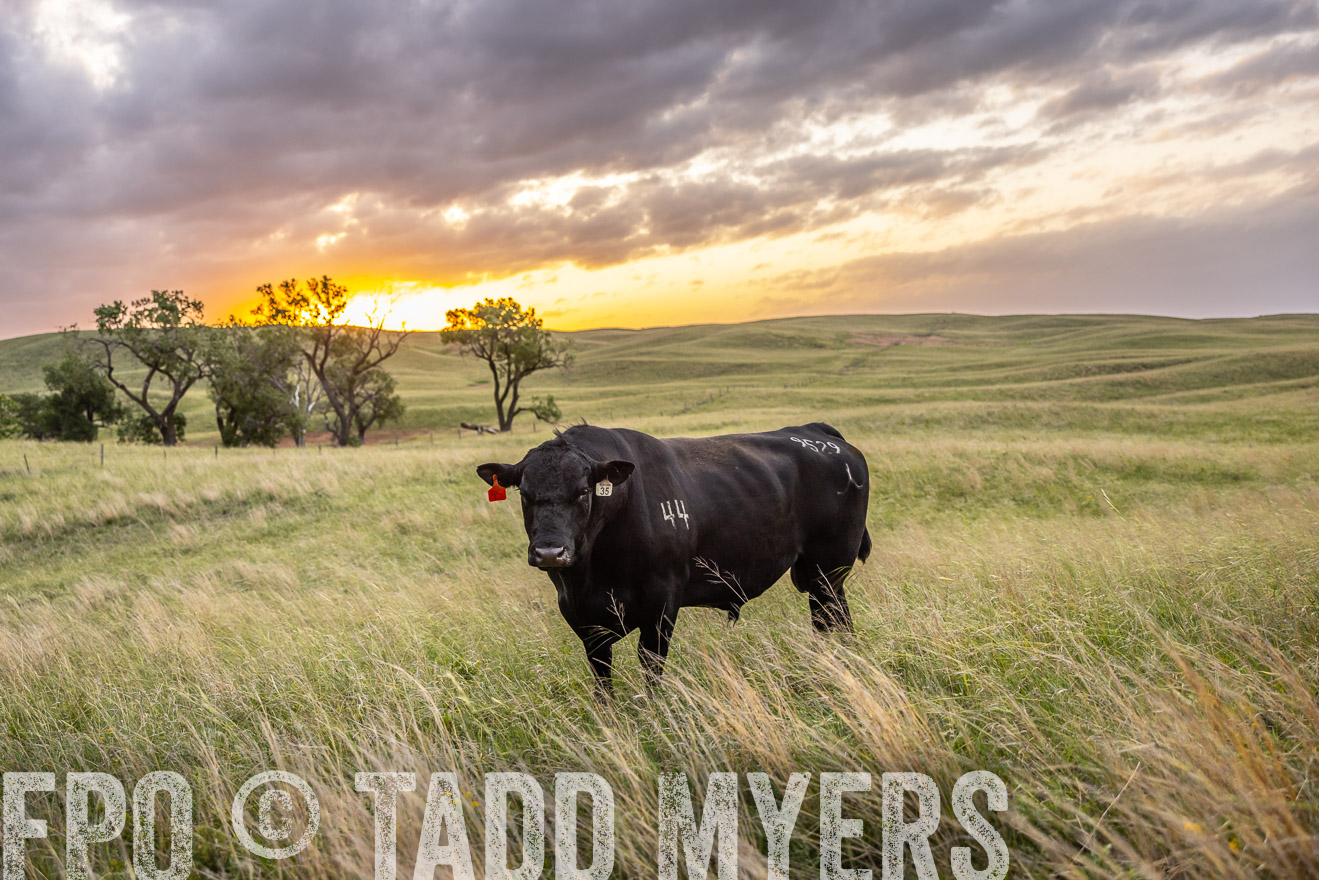 TMyers_PP_FinneyRanch_Nebraska_June2024-517816