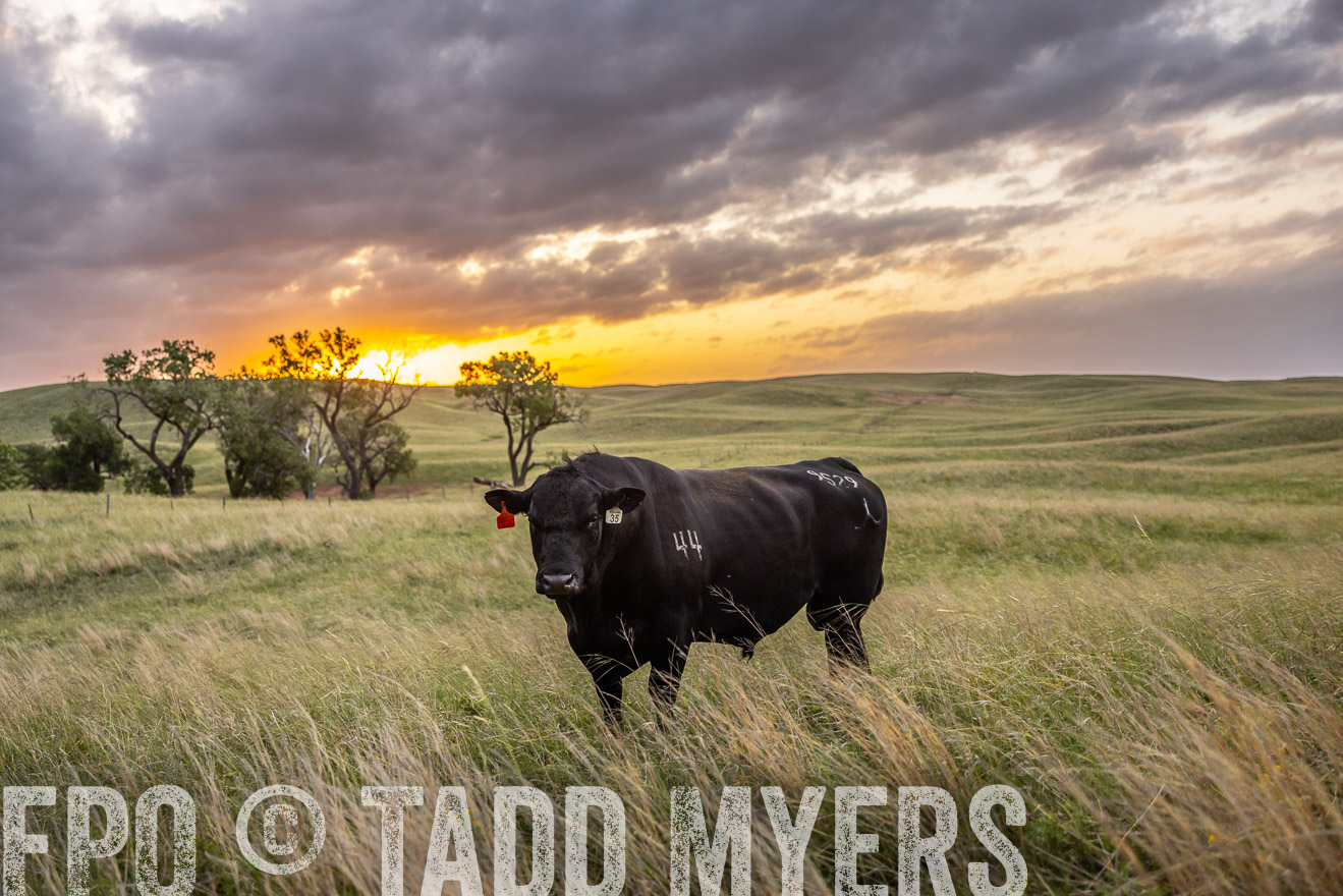 TMyers_PP_FinneyRanch_Nebraska_June2024-517819