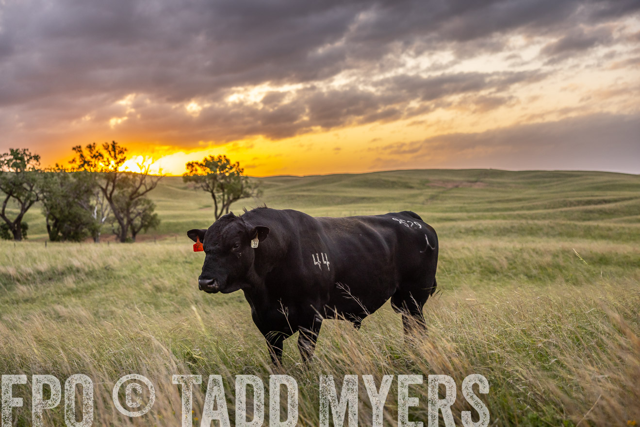 TMyers_PP_FinneyRanch_Nebraska_June2024-517825