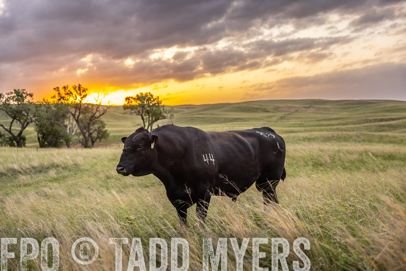 TMyers_PP_FinneyRanch_Nebraska_June2024-517844
