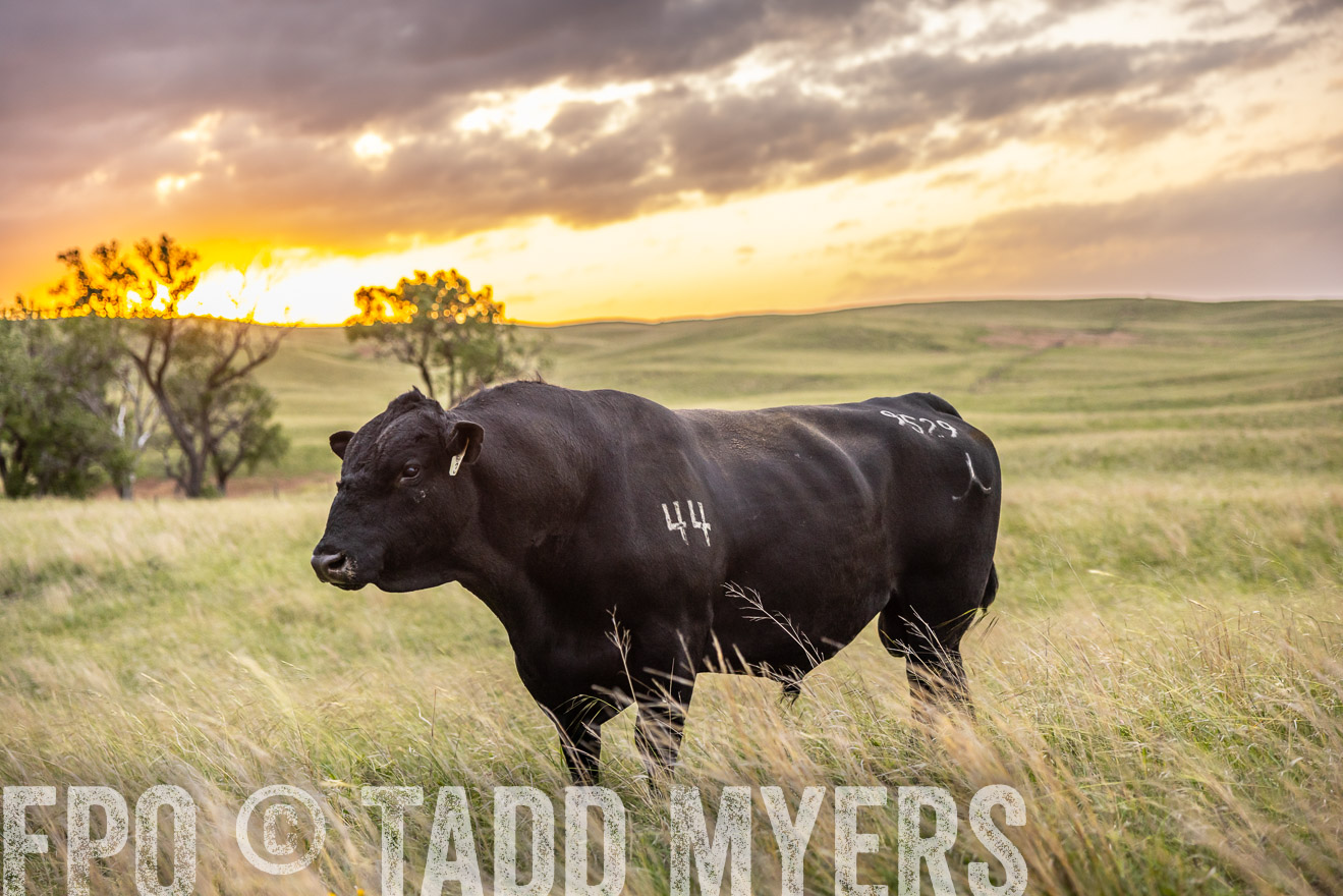 TMyers_PP_FinneyRanch_Nebraska_June2024-517849