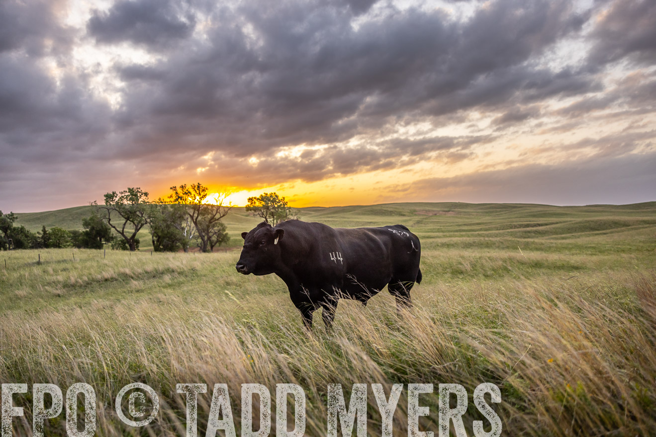 TMyers_PP_FinneyRanch_Nebraska_June2024-517850