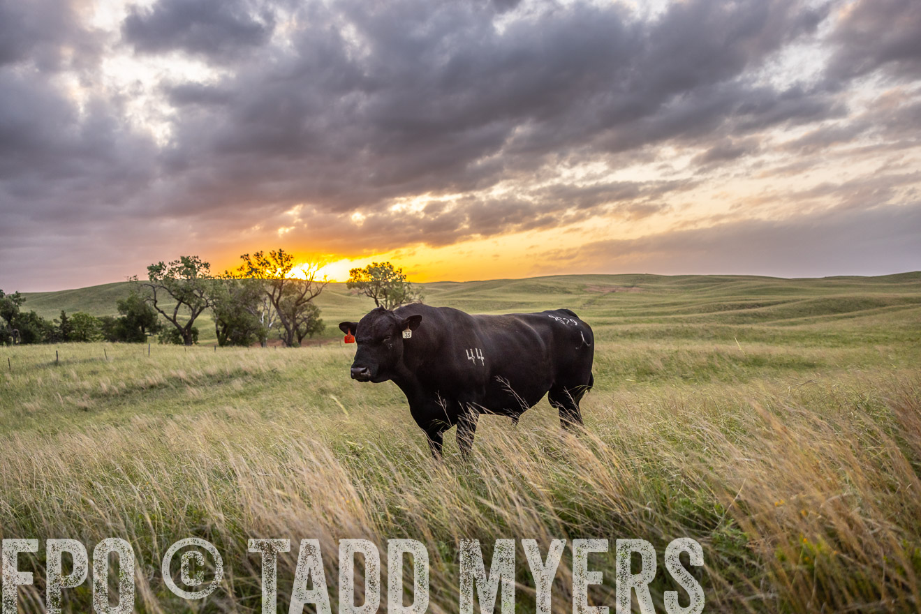 TMyers_PP_FinneyRanch_Nebraska_June2024-517861