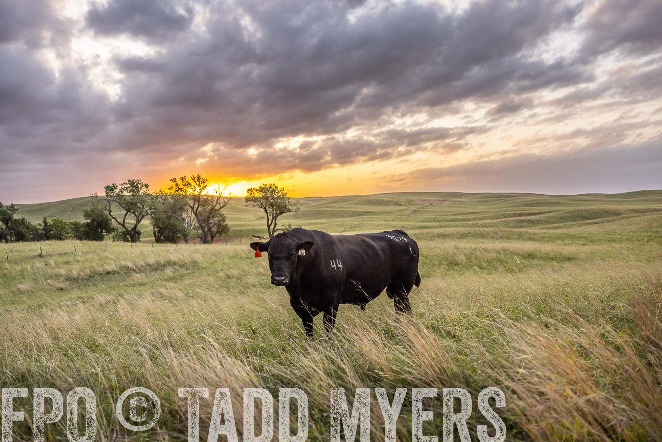 TMyers_PP_FinneyRanch_Nebraska_June2024-517868