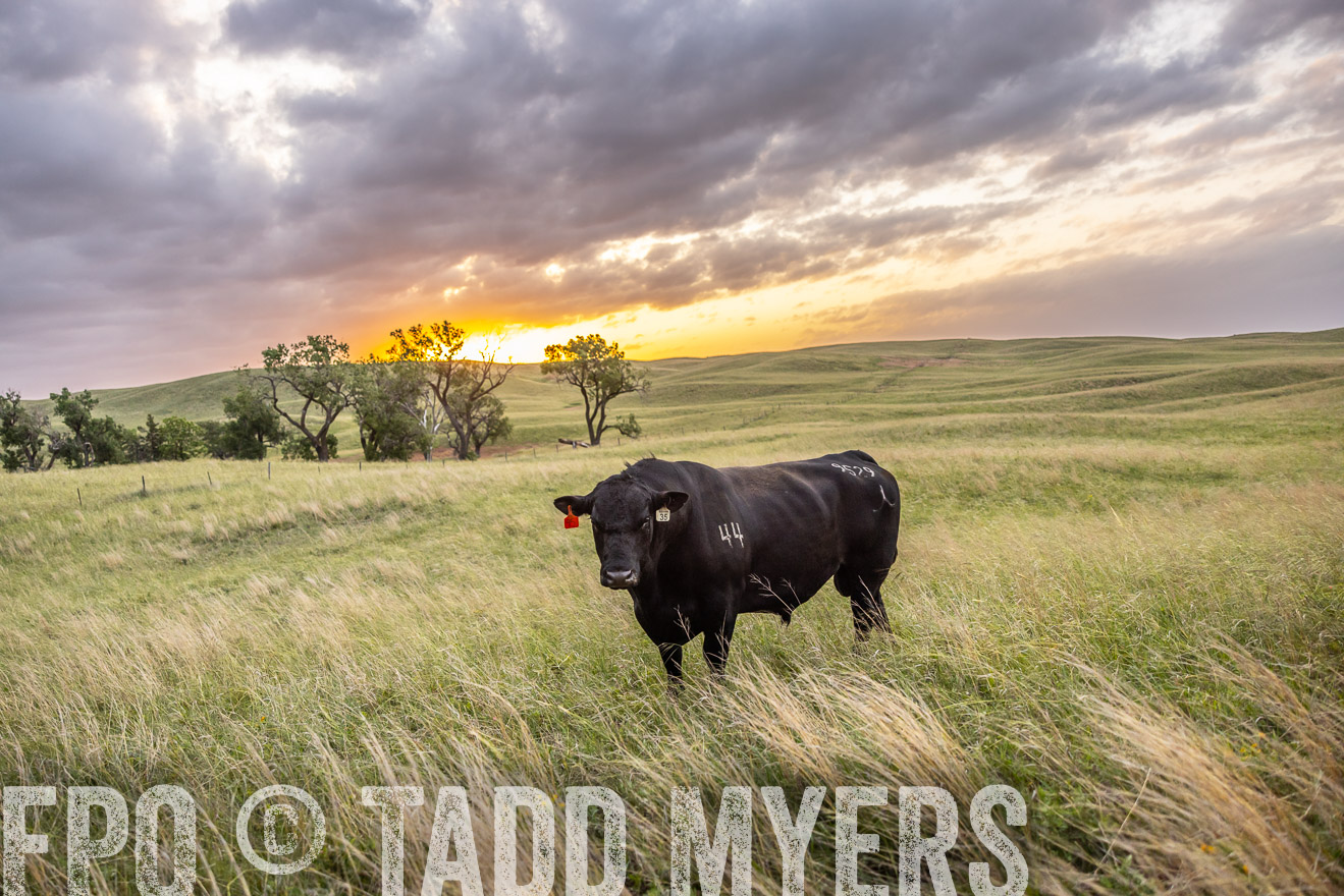 TMyers_PP_FinneyRanch_Nebraska_June2024-517878