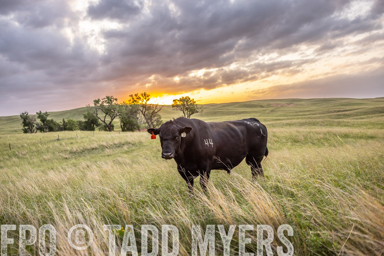 TMyers_PP_FinneyRanch_Nebraska_June2024-517883
