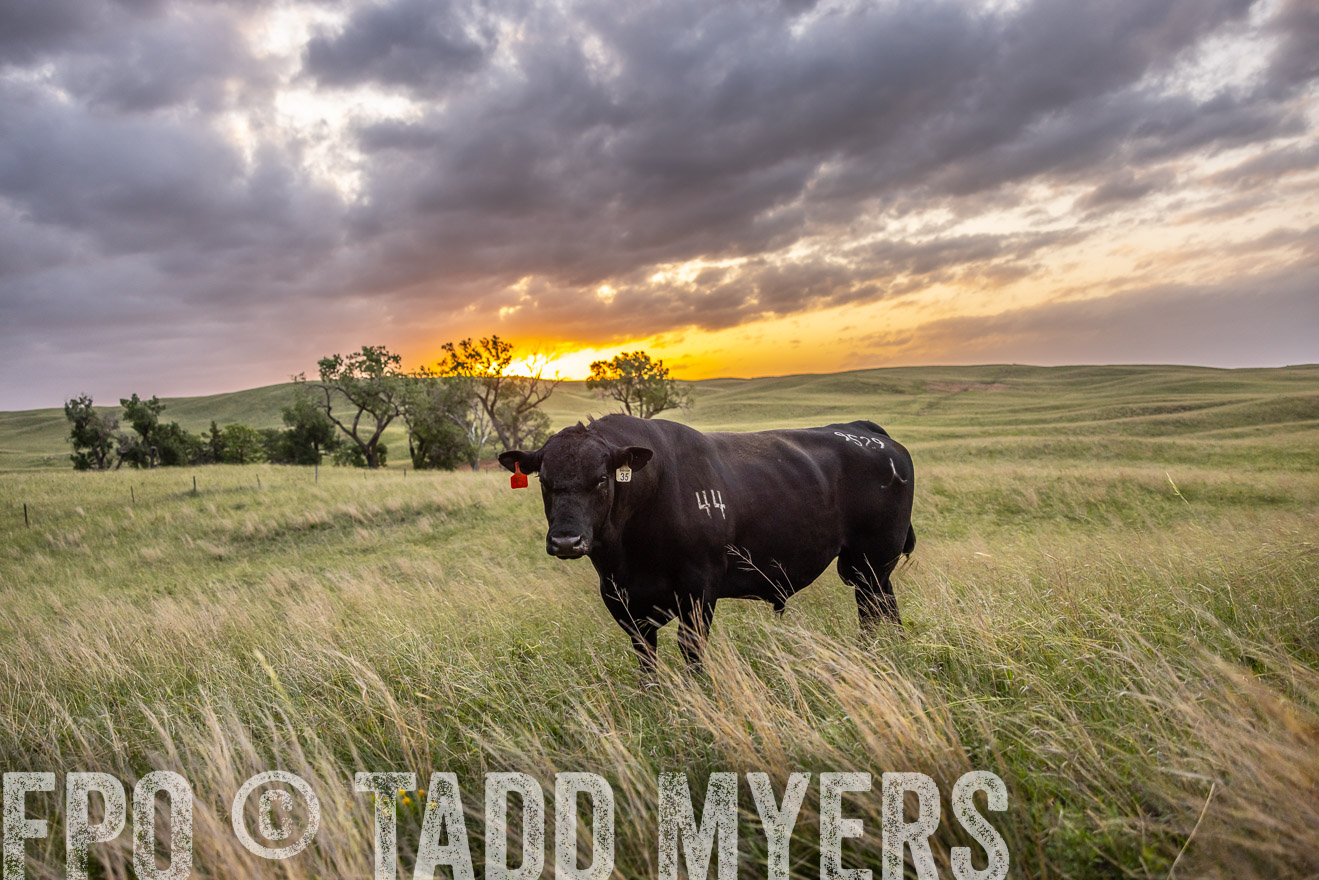 TMyers_PP_FinneyRanch_Nebraska_June2024-517886