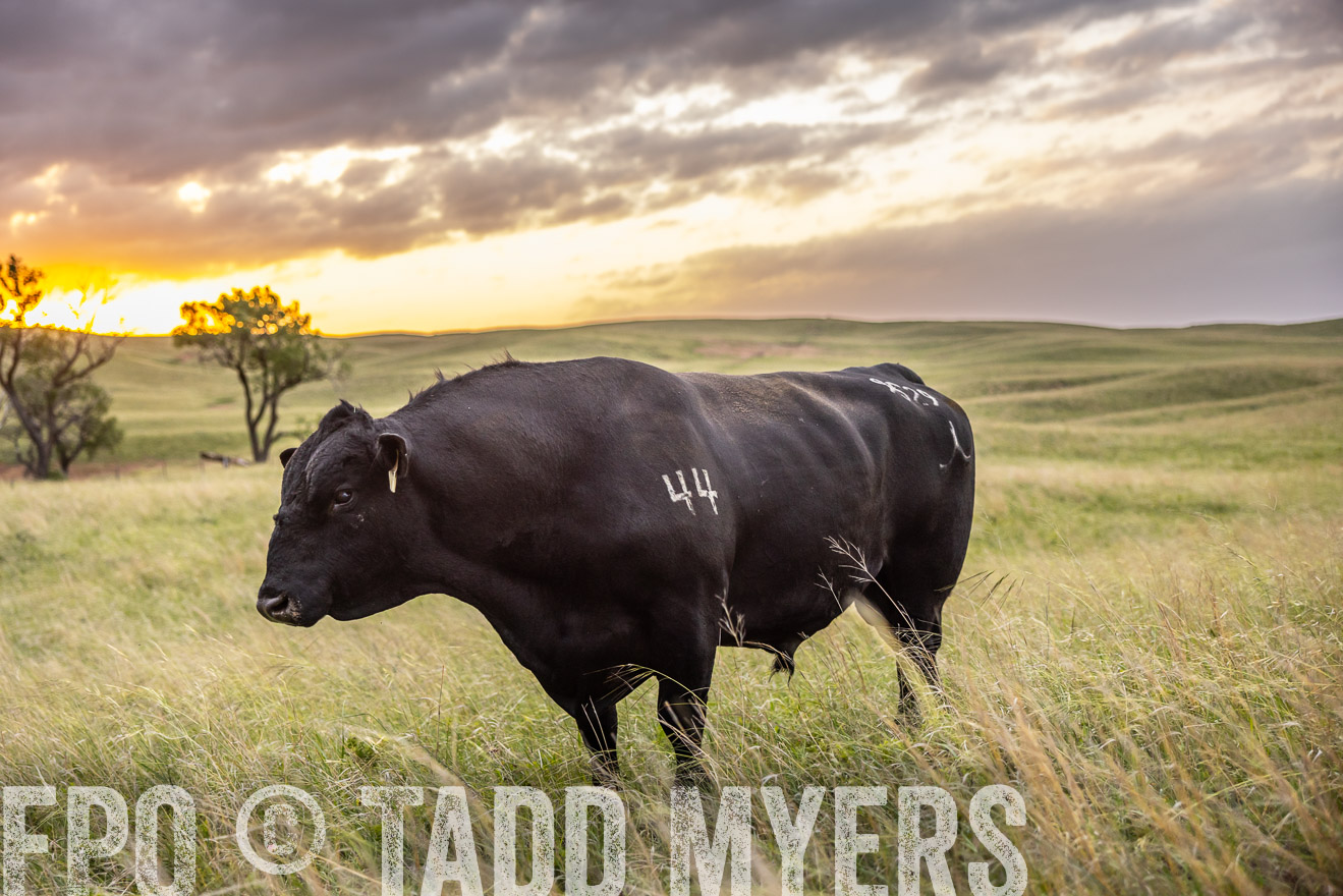 TMyers_PP_FinneyRanch_Nebraska_June2024-517904