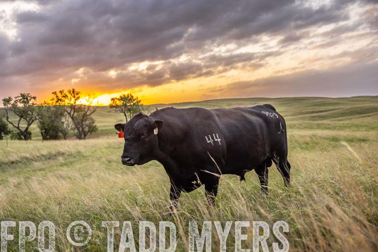 TMyers_PP_FinneyRanch_Nebraska_June2024-517923
