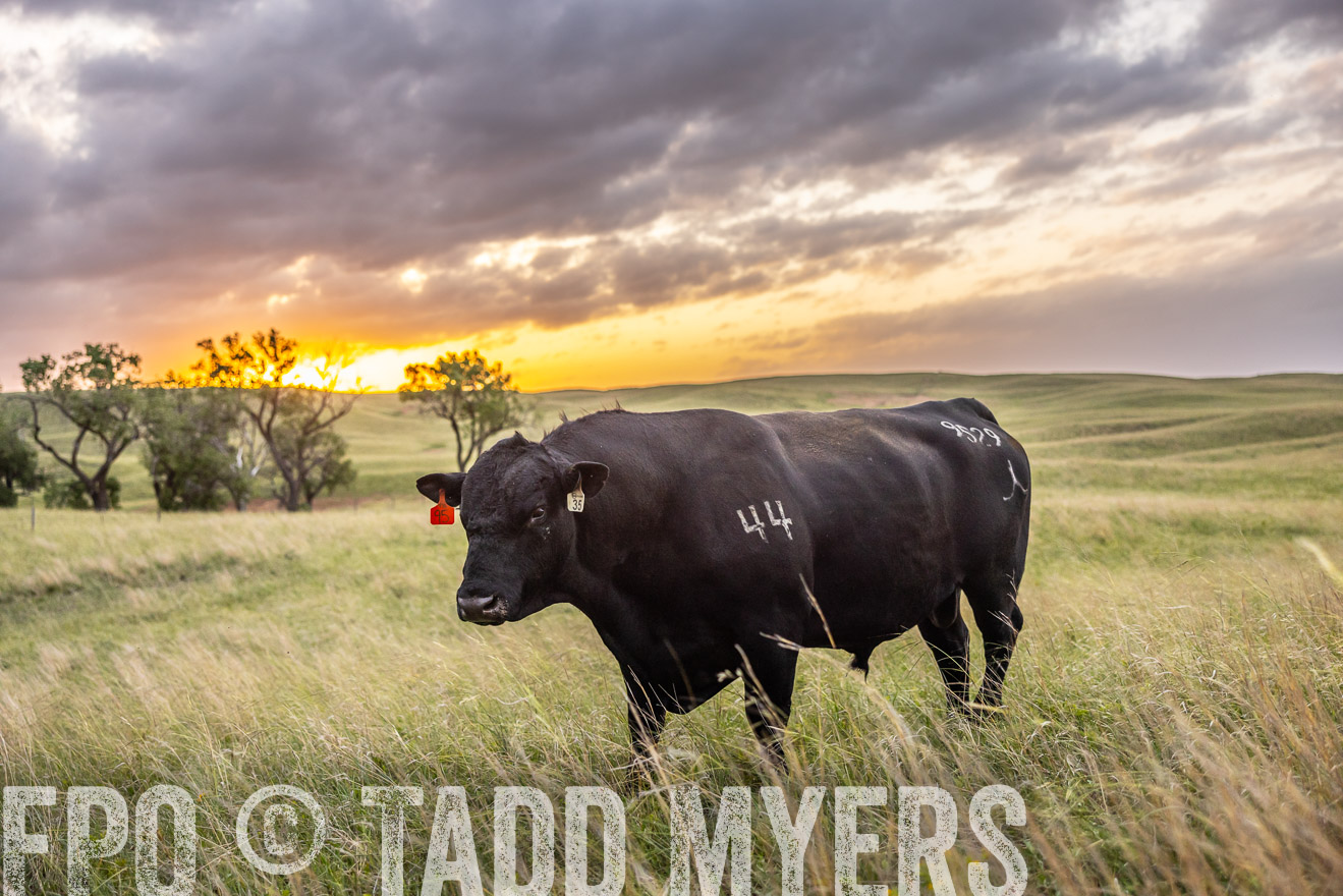 TMyers_PP_FinneyRanch_Nebraska_June2024-517928
