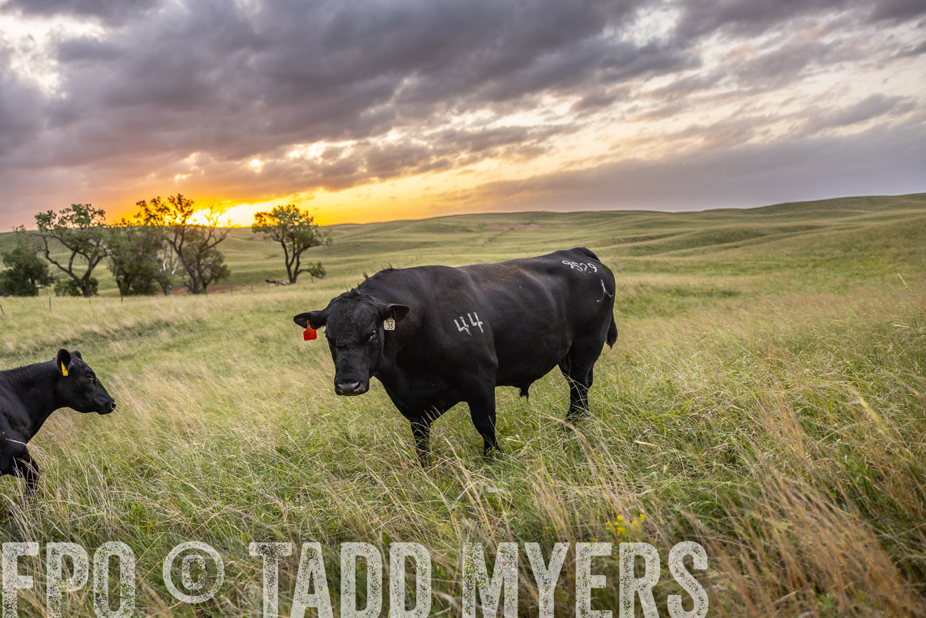 TMyers_PP_FinneyRanch_Nebraska_June2024-517932