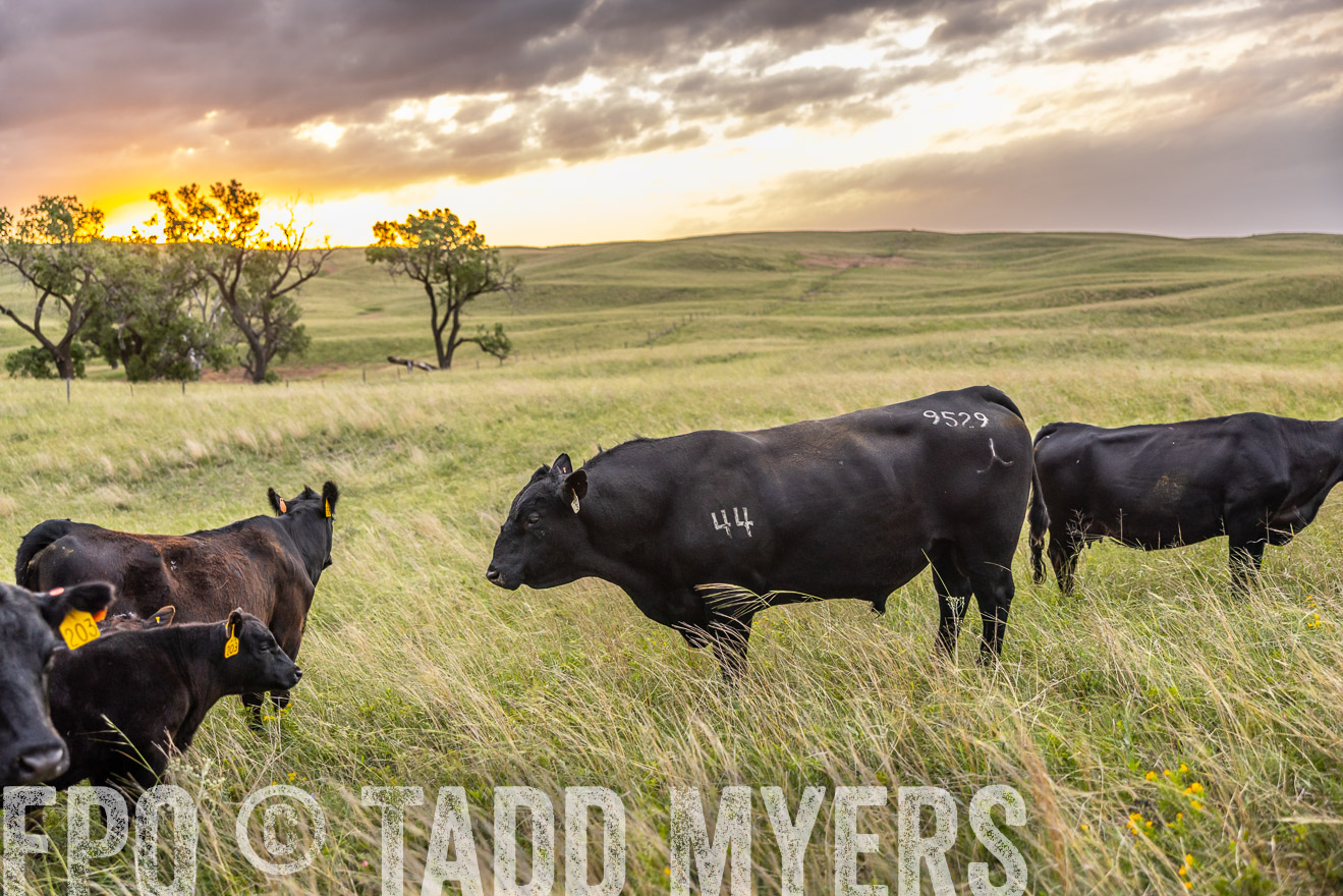 TMyers_PP_FinneyRanch_Nebraska_June2024-517944