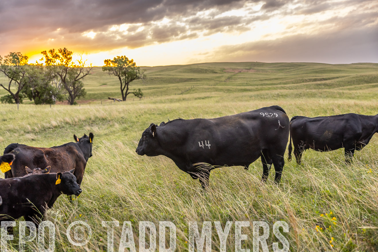 TMyers_PP_FinneyRanch_Nebraska_June2024-517950