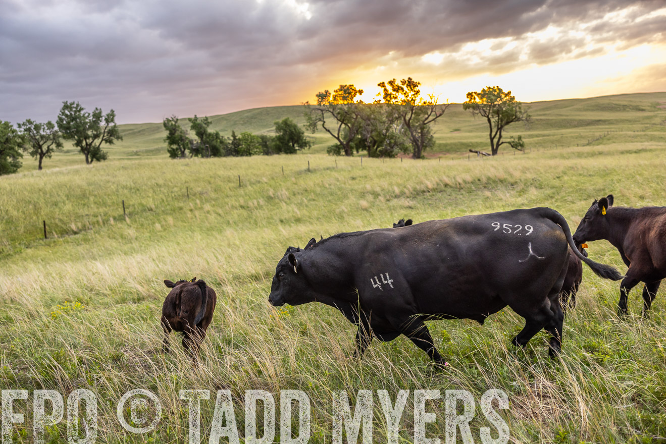 TMyers_PP_FinneyRanch_Nebraska_June2024-517974