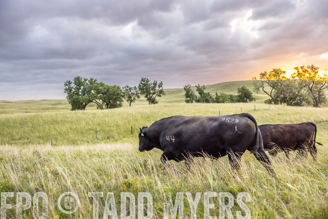 TMyers_PP_FinneyRanch_Nebraska_June2024-517979