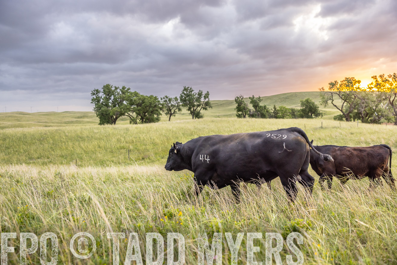 TMyers_PP_FinneyRanch_Nebraska_June2024-517982