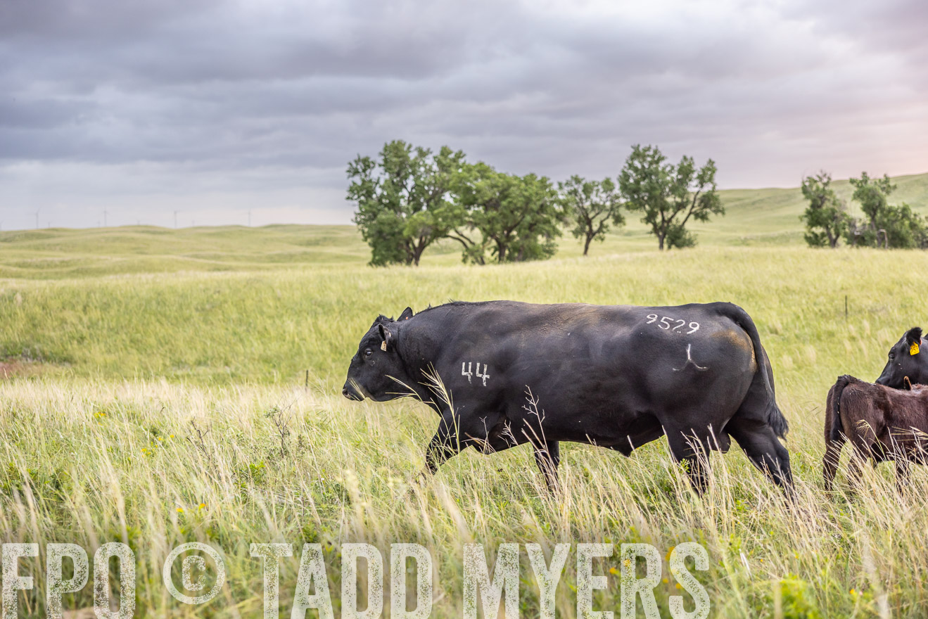 TMyers_PP_FinneyRanch_Nebraska_June2024-517984