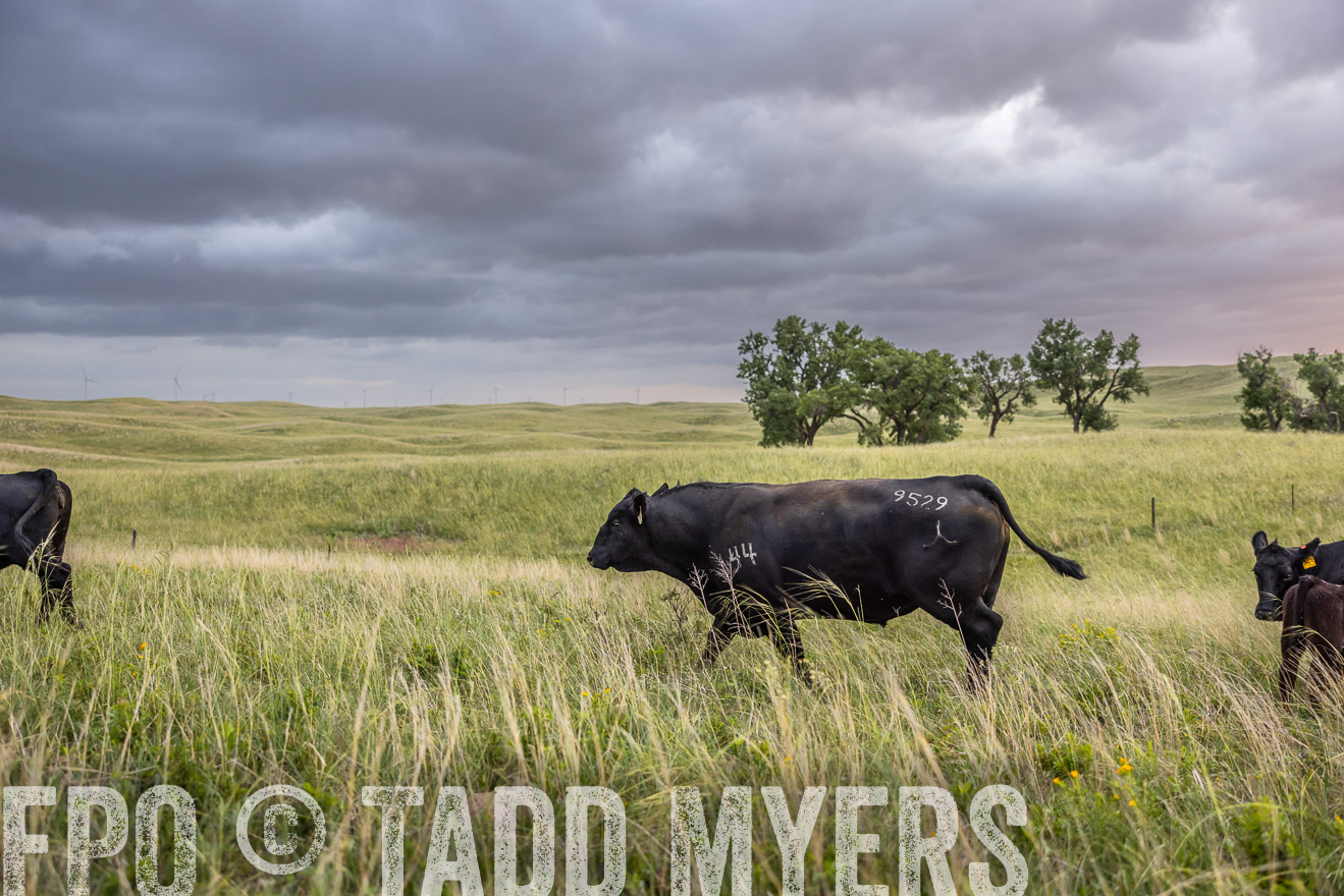 TMyers_PP_FinneyRanch_Nebraska_June2024-517988