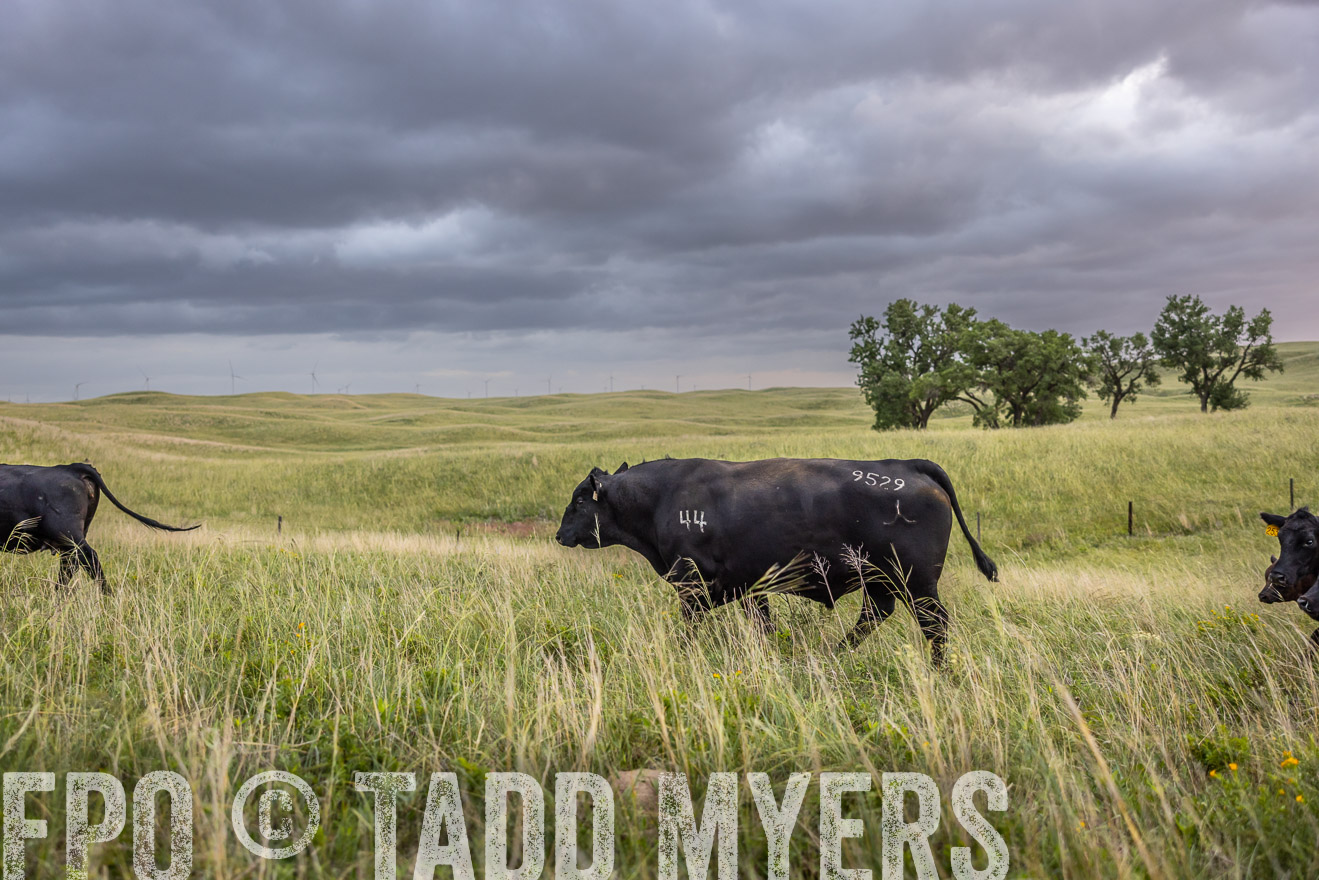 TMyers_PP_FinneyRanch_Nebraska_June2024-517998