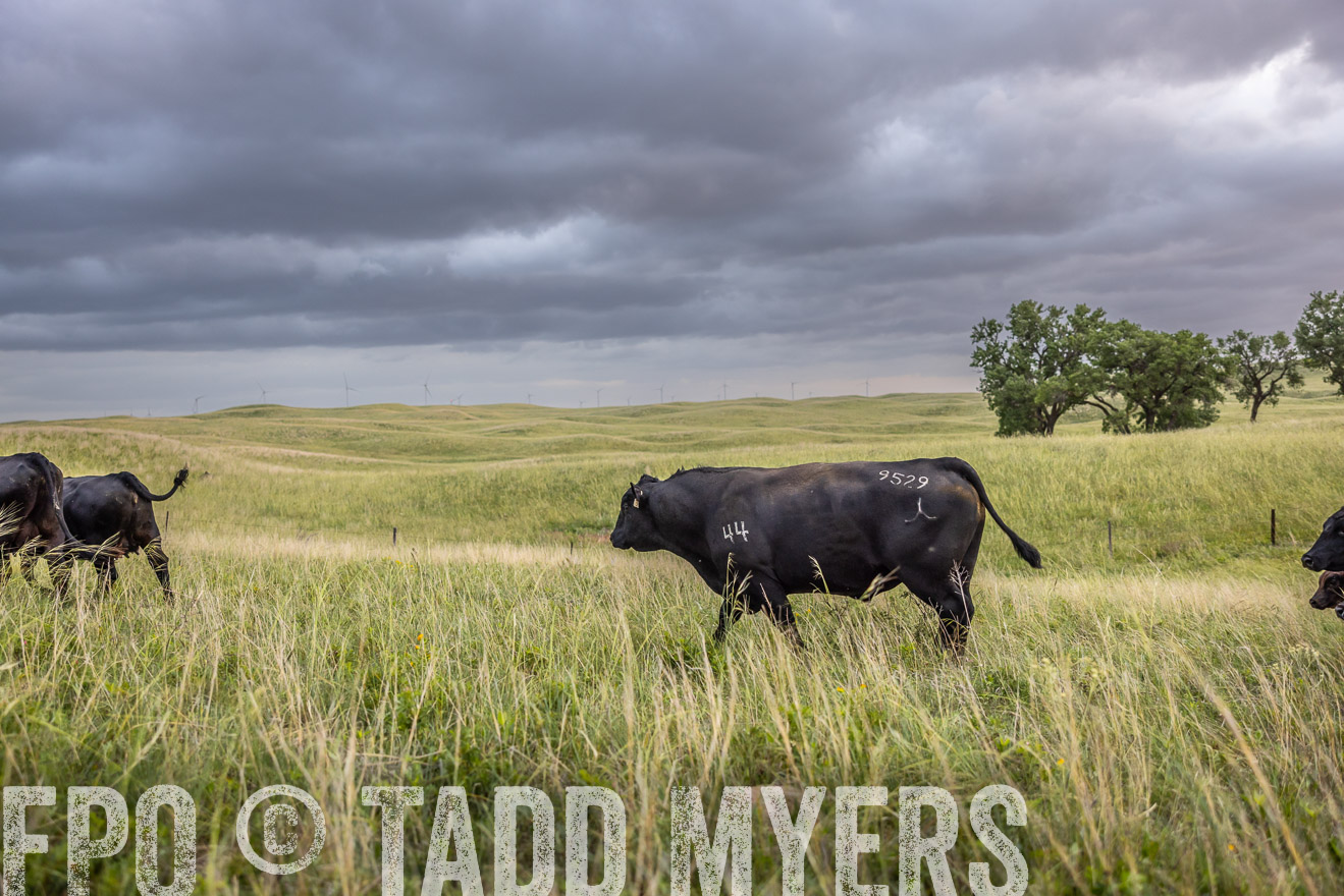 TMyers_PP_FinneyRanch_Nebraska_June2024-518005