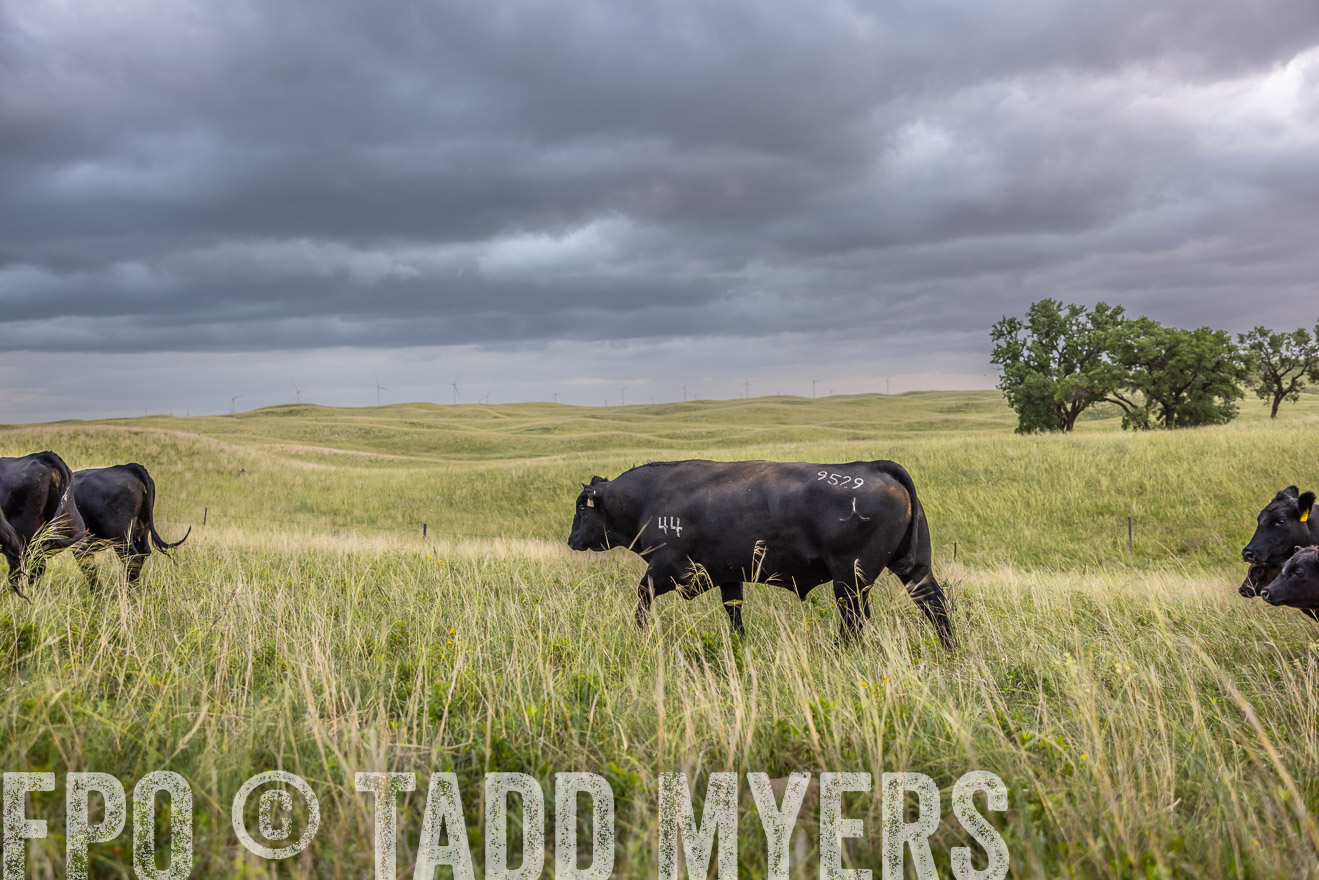 TMyers_PP_FinneyRanch_Nebraska_June2024-518011