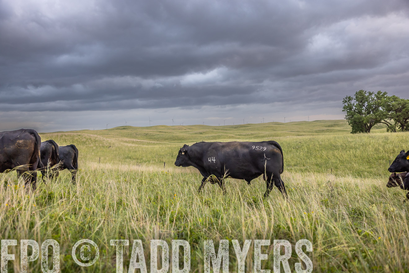 TMyers_PP_FinneyRanch_Nebraska_June2024-518020