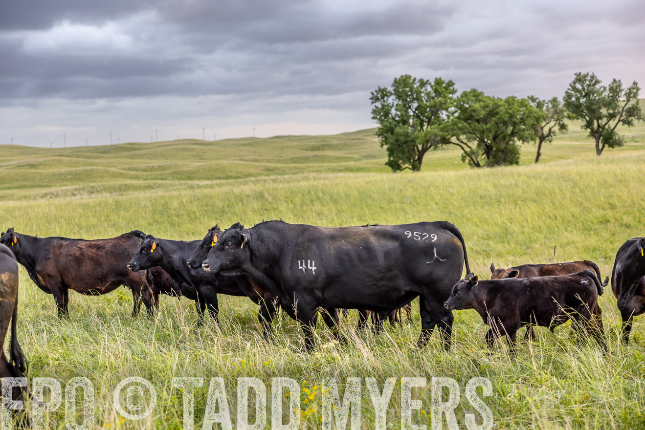 TMyers_PP_FinneyRanch_Nebraska_June2024-518028
