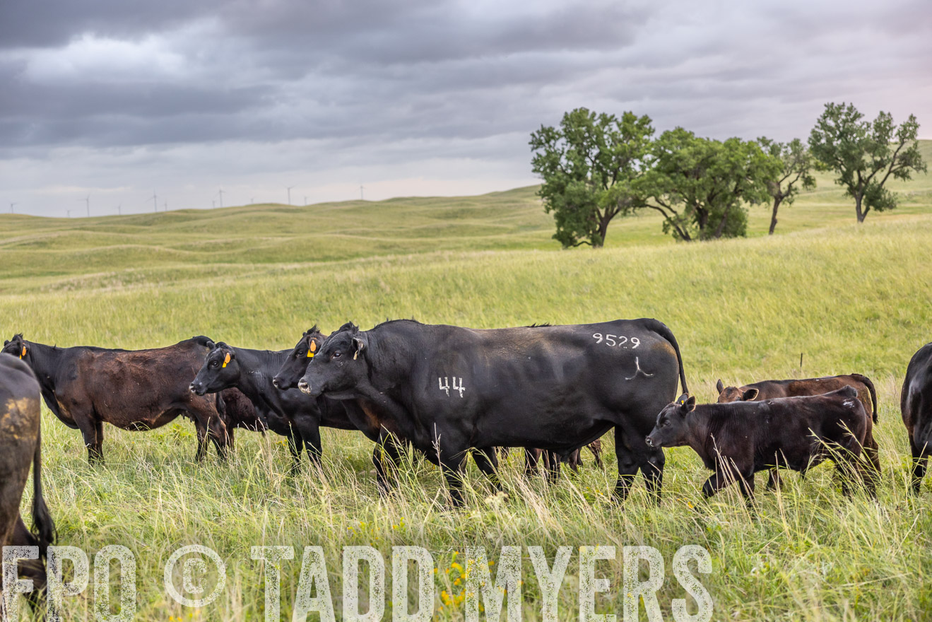 TMyers_PP_FinneyRanch_Nebraska_June2024-518030
