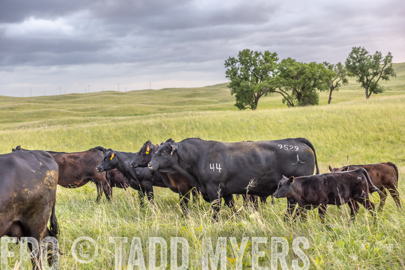 TMyers_PP_FinneyRanch_Nebraska_June2024-518038