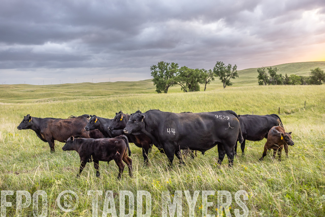 TMyers_PP_FinneyRanch_Nebraska_June2024-518045