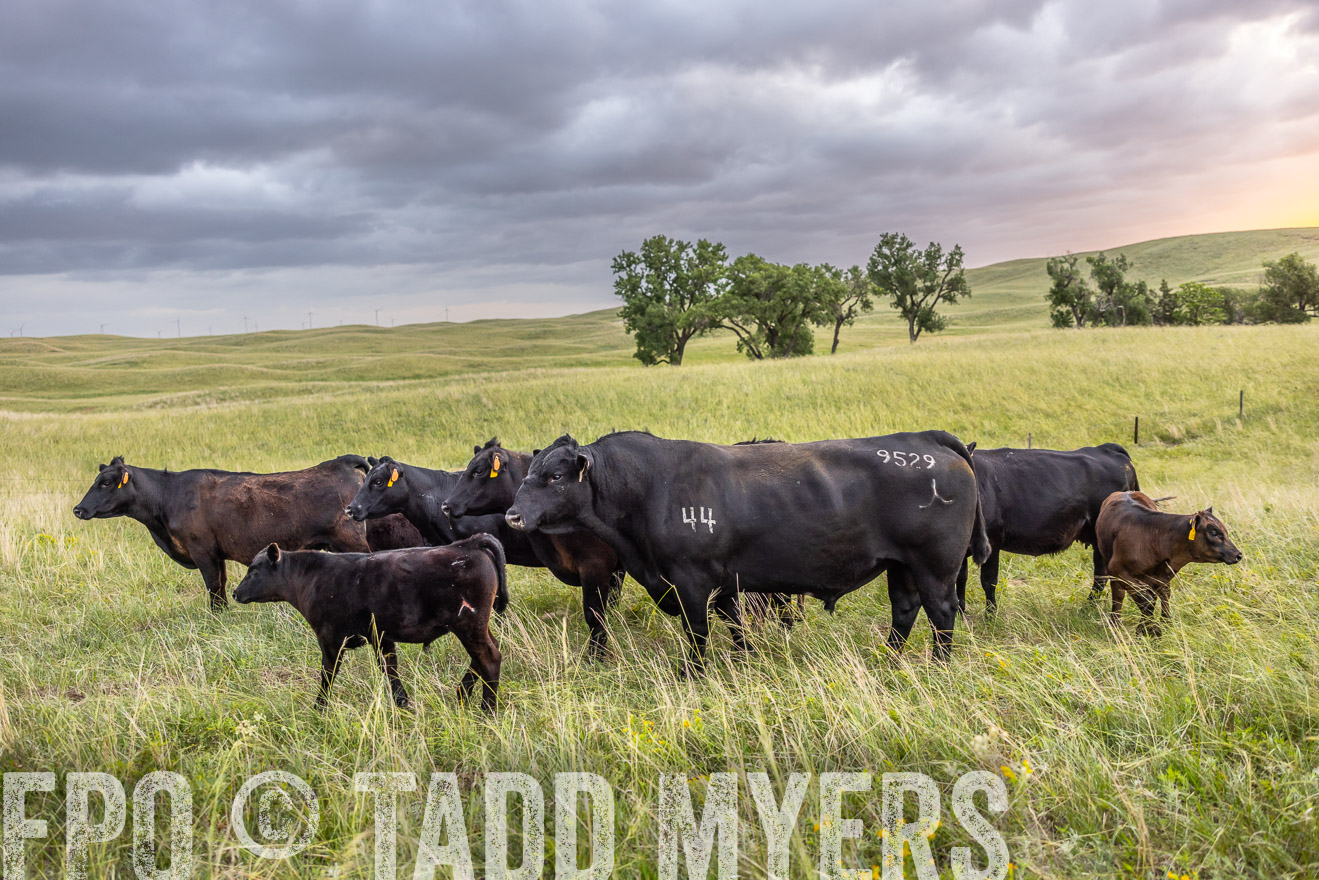 TMyers_PP_FinneyRanch_Nebraska_June2024-518048