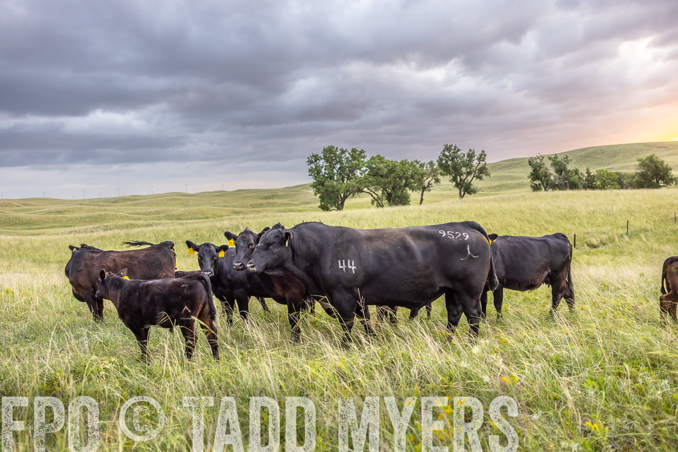 TMyers_PP_FinneyRanch_Nebraska_June2024-518069