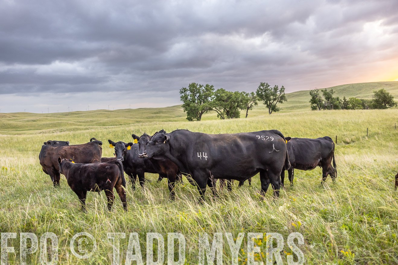 TMyers_PP_FinneyRanch_Nebraska_June2024-518071