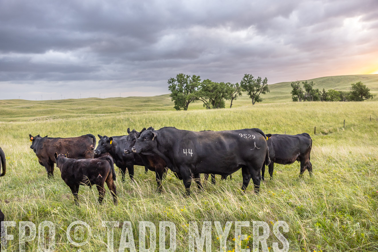 TMyers_PP_FinneyRanch_Nebraska_June2024-518077