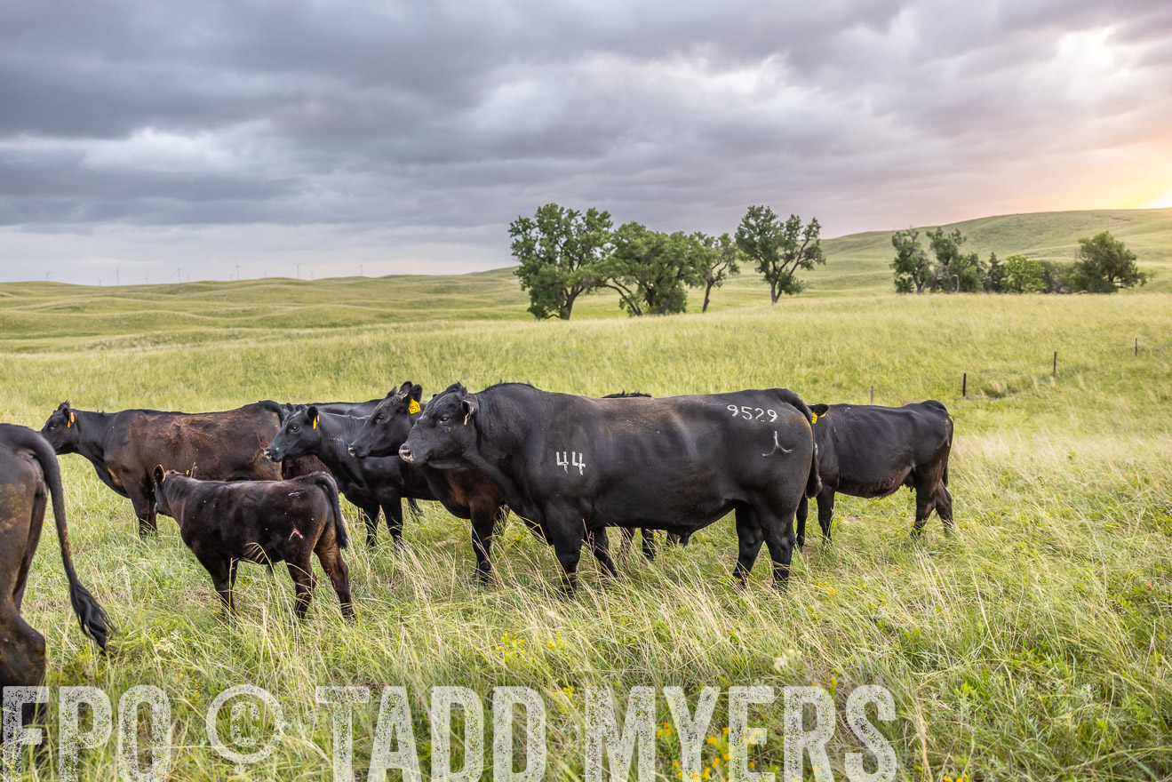 TMyers_PP_FinneyRanch_Nebraska_June2024-518084