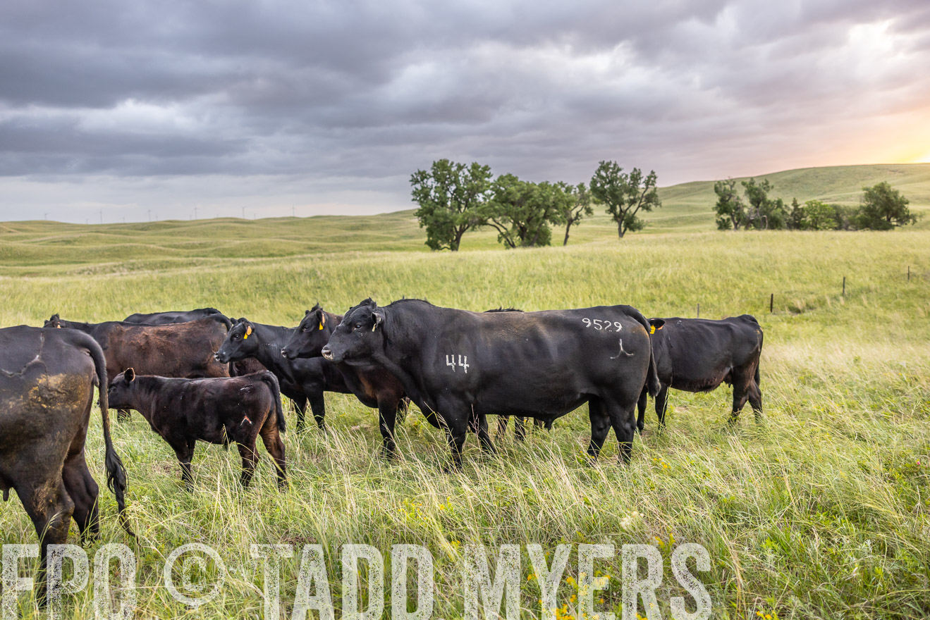 TMyers_PP_FinneyRanch_Nebraska_June2024-518094