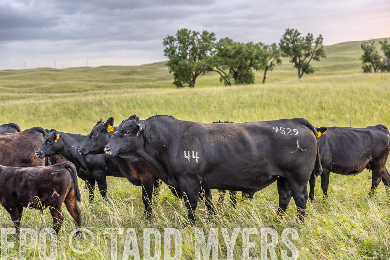TMyers_PP_FinneyRanch_Nebraska_June2024-518096