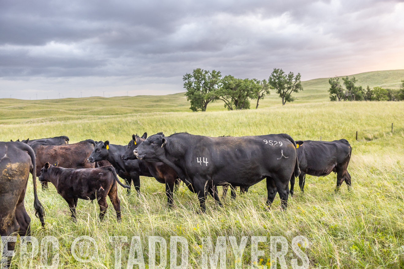 TMyers_PP_FinneyRanch_Nebraska_June2024-518099