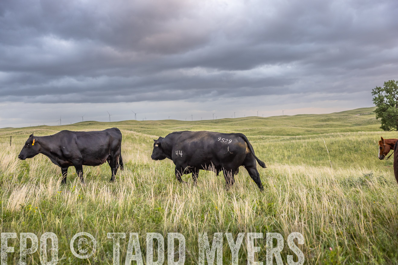 TMyers_PP_FinneyRanch_Nebraska_June2024-518115