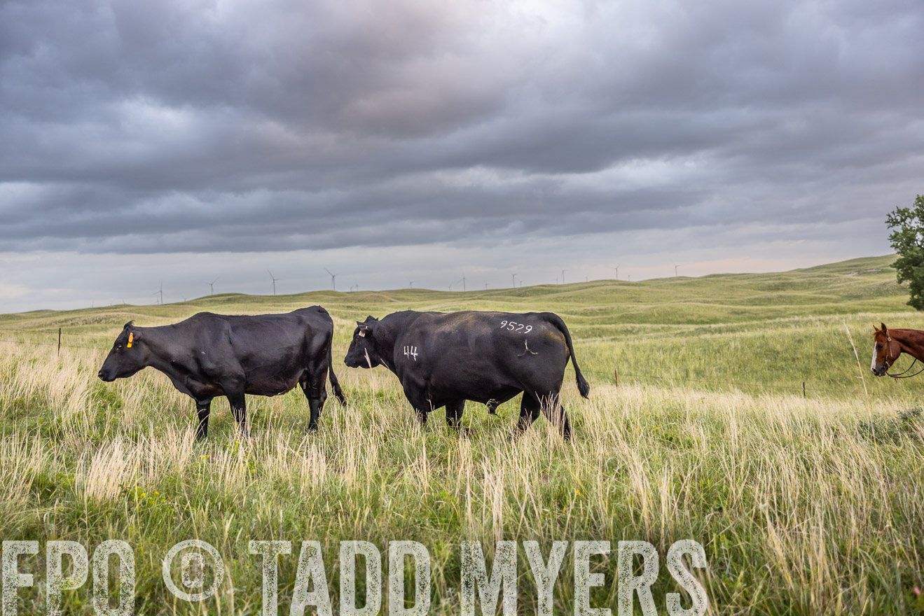 TMyers_PP_FinneyRanch_Nebraska_June2024-518119