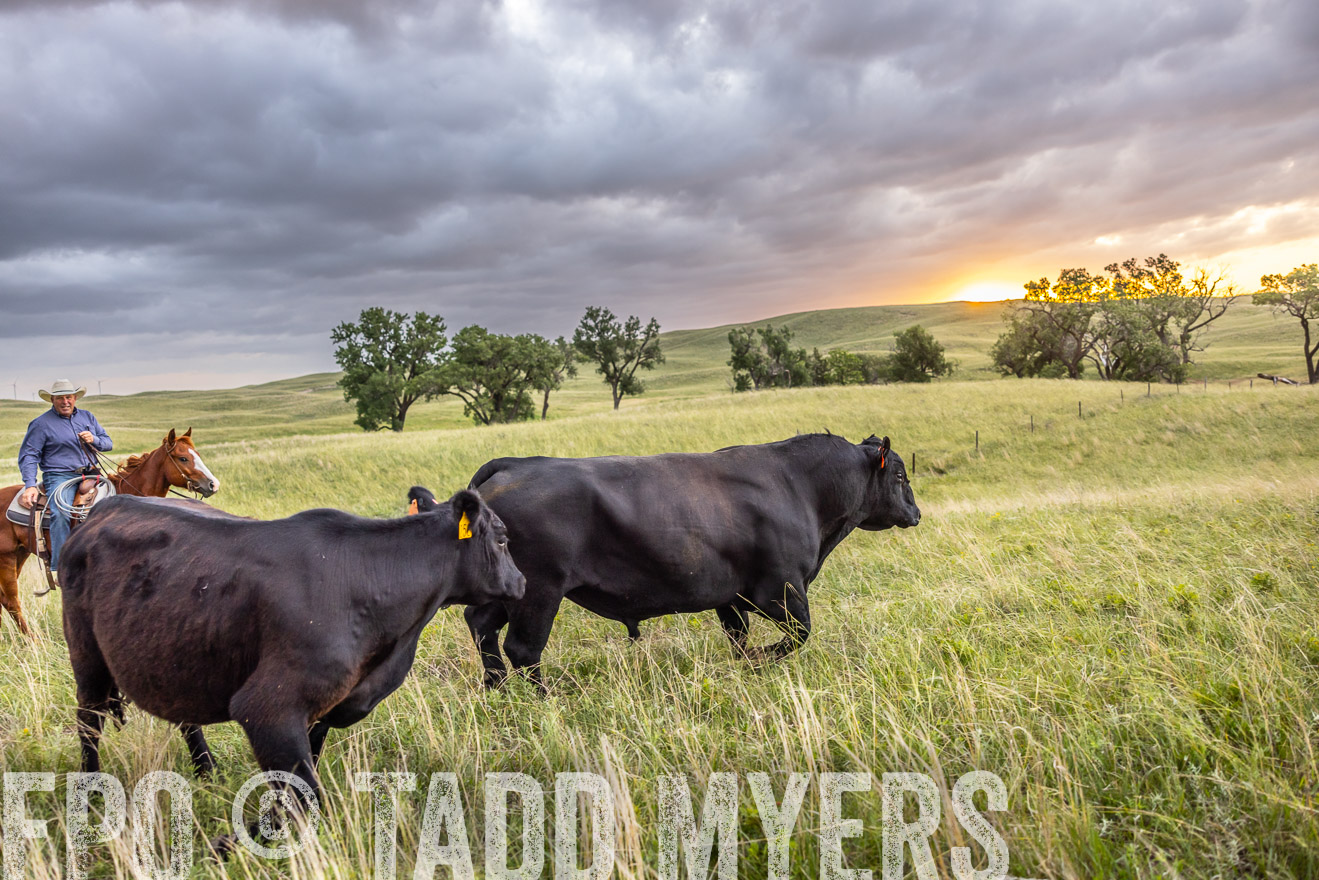 TMyers_PP_FinneyRanch_Nebraska_June2024-518133