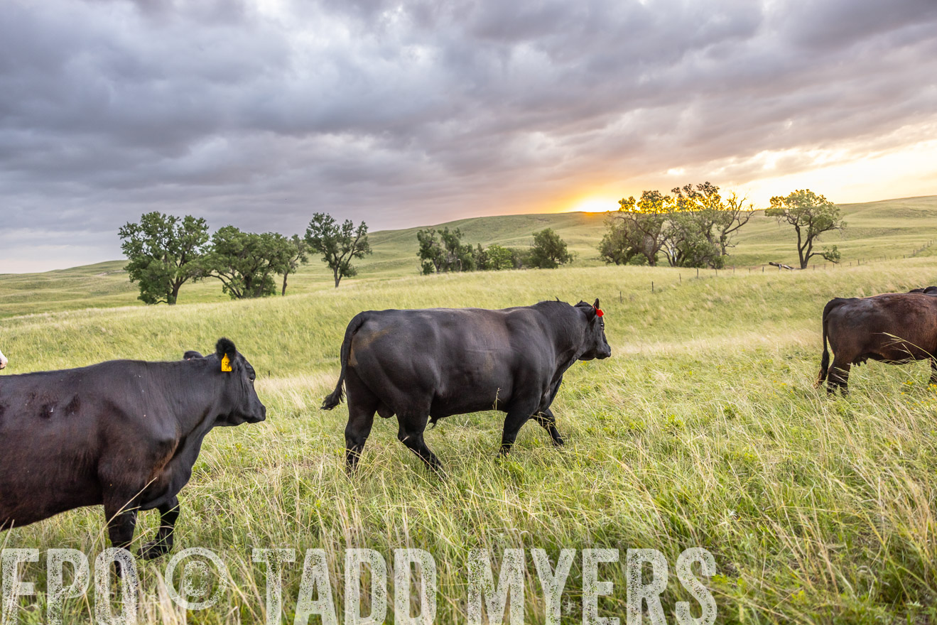 TMyers_PP_FinneyRanch_Nebraska_June2024-518138