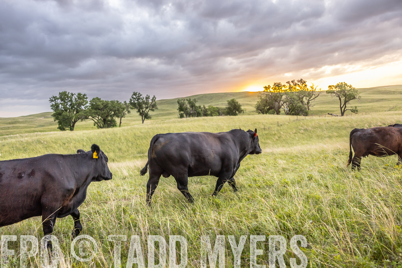 TMyers_PP_FinneyRanch_Nebraska_June2024-518139