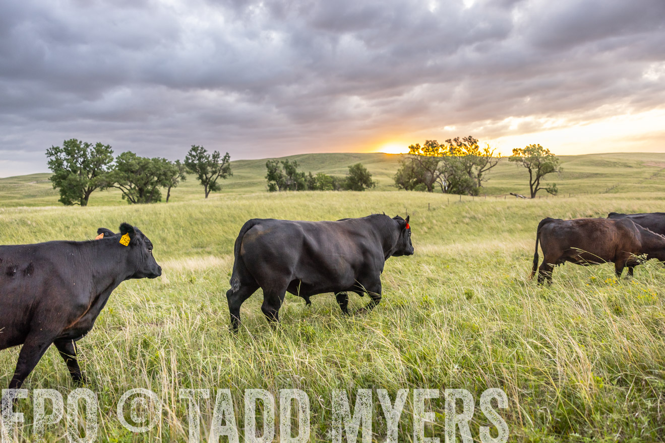 TMyers_PP_FinneyRanch_Nebraska_June2024-518141