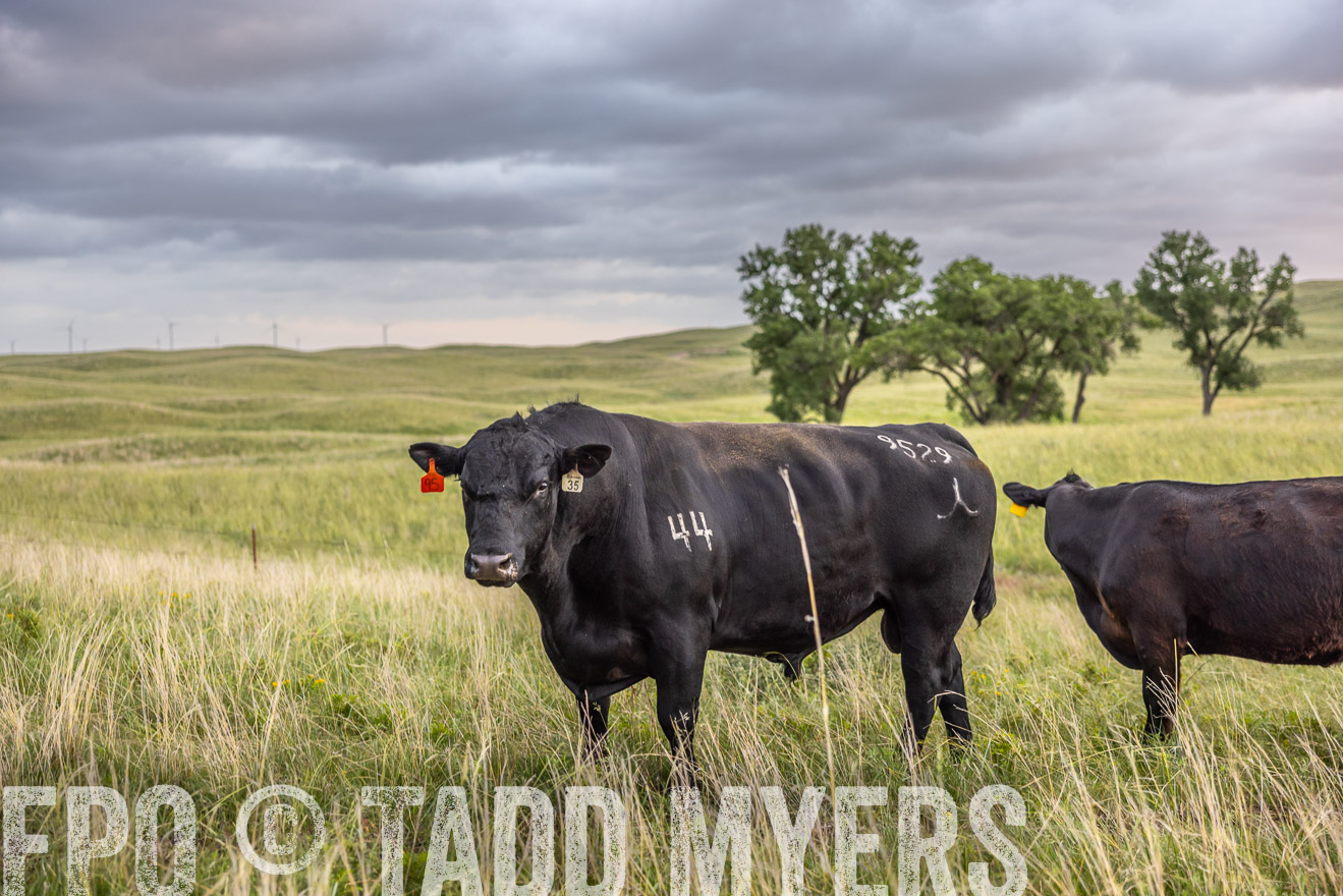 TMyers_PP_FinneyRanch_Nebraska_June2024-518153