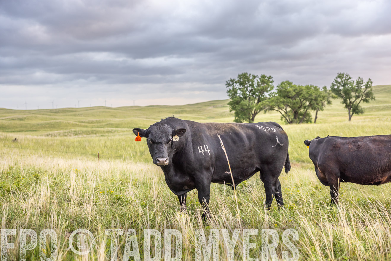 TMyers_PP_FinneyRanch_Nebraska_June2024-518157