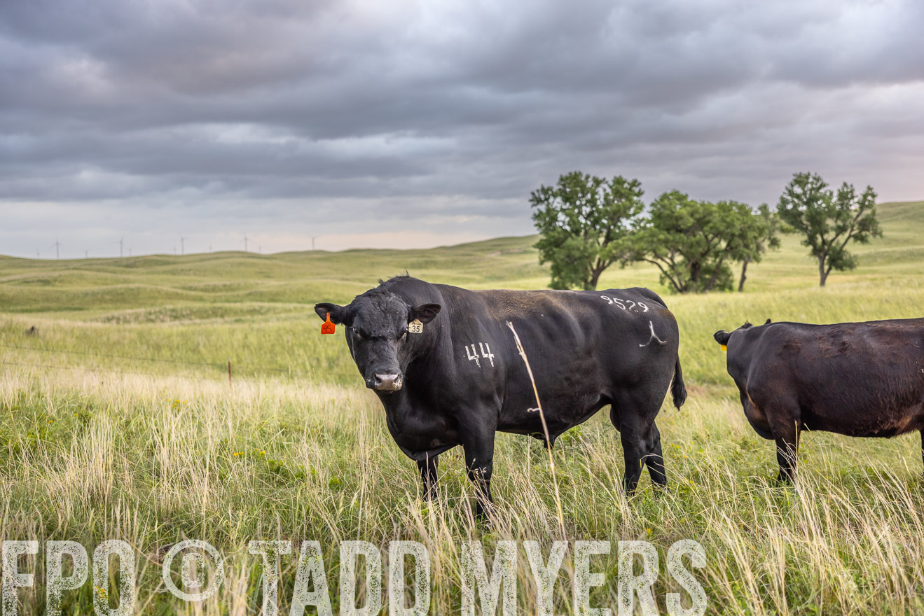 TMyers_PP_FinneyRanch_Nebraska_June2024-518159