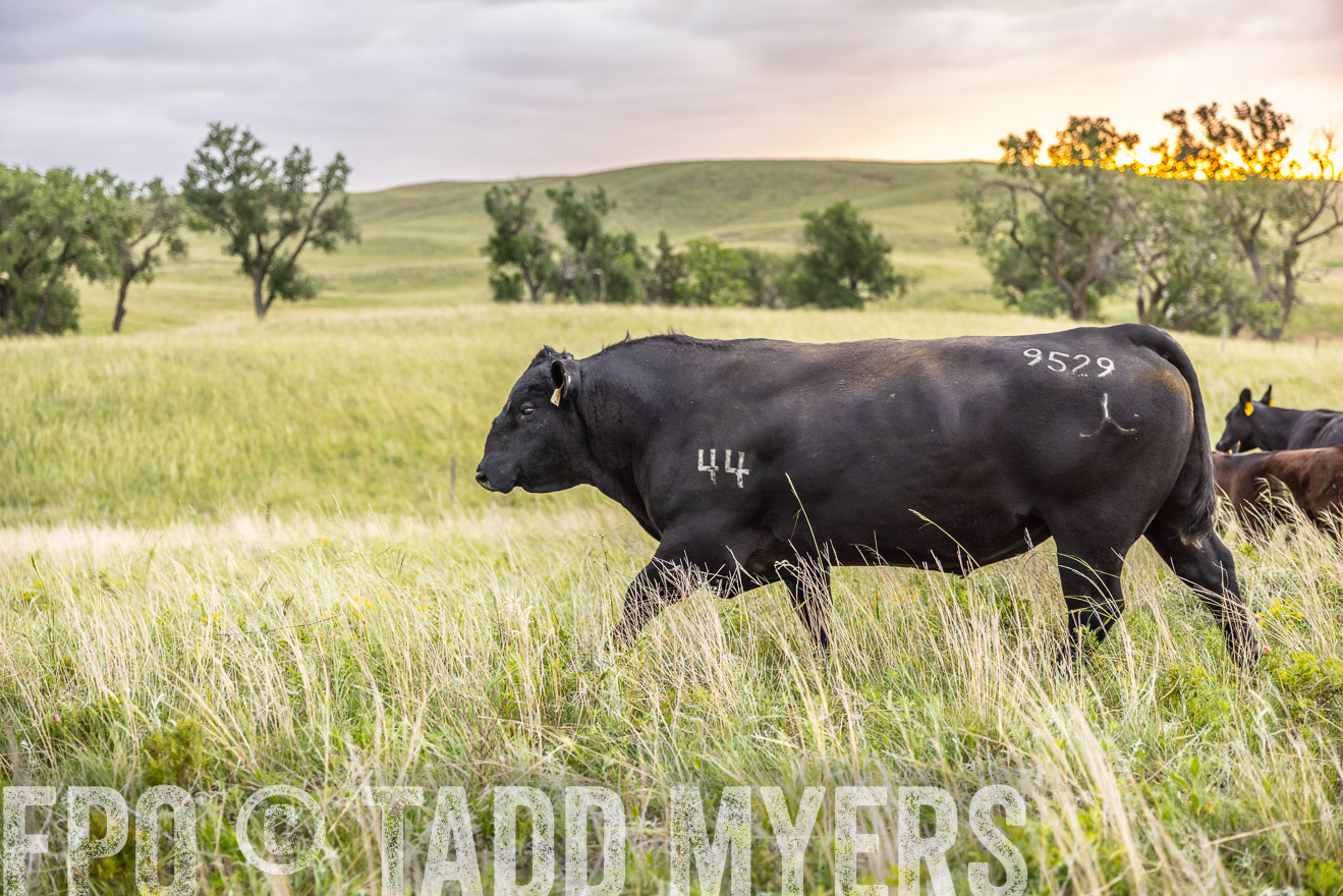 TMyers_PP_FinneyRanch_Nebraska_June2024-518216