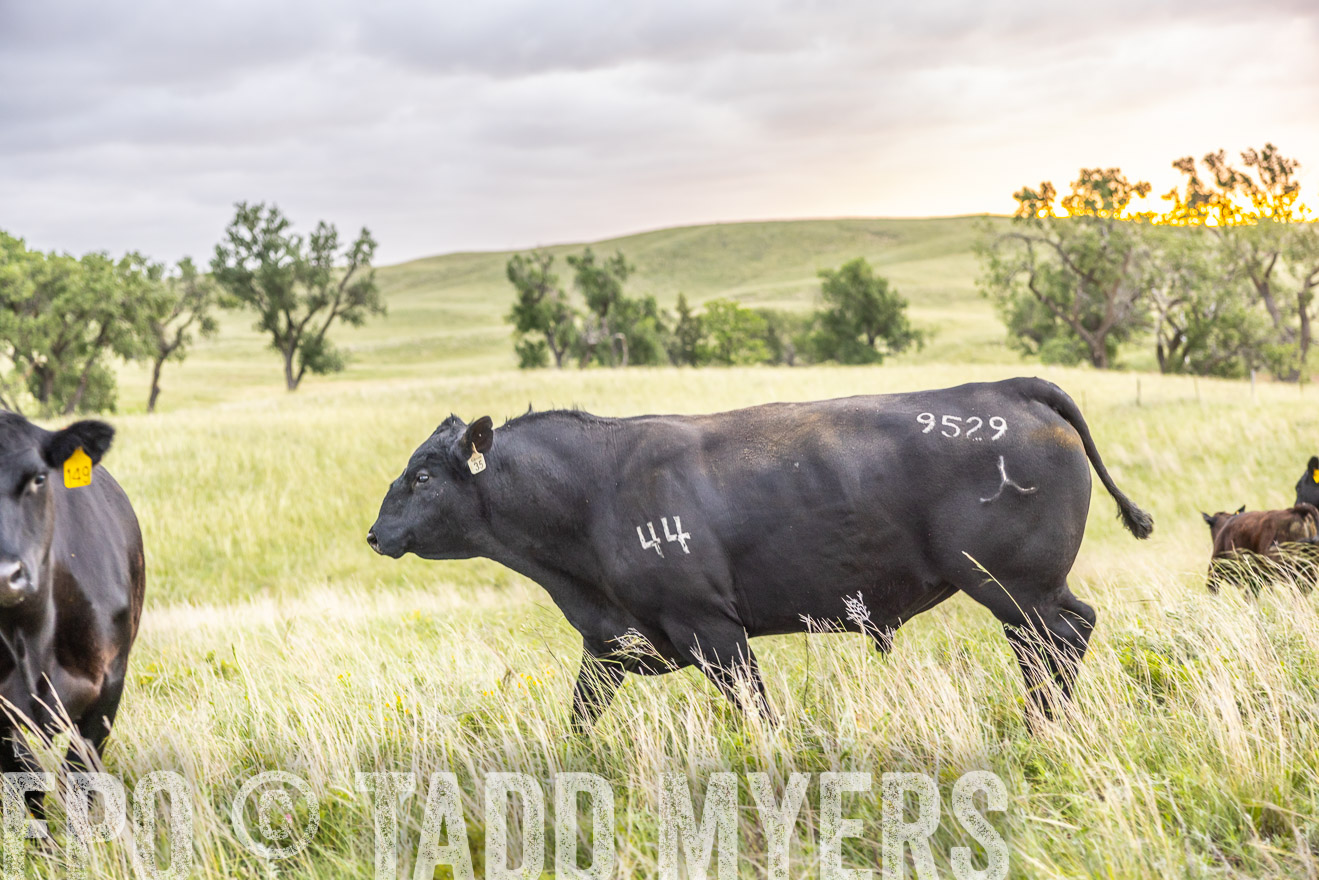 TMyers_PP_FinneyRanch_Nebraska_June2024-518220