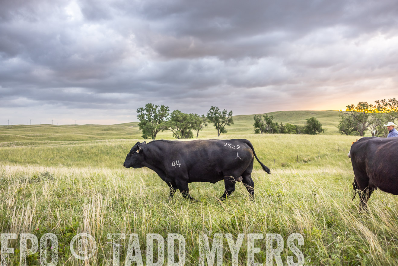 TMyers_PP_FinneyRanch_Nebraska_June2024-518223